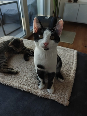 Liebes Geschwister-Duo Pazu & Rosie sucht zusammen ein neues Zuhause.