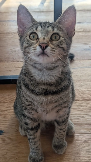Babykatzen suchen neues Zuhause - Auch einzeln 