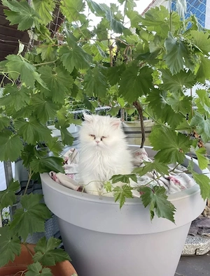 Perserkatze kastriert