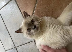 BKH Kater kastriert blue point