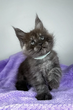 Ein süßes, 3 Monate Derek Maine-Coon-Kätzchen sucht ein liebevolles Zuhause für immer.   