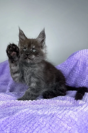 Ein süßes, 3 Monate Derek Maine-Coon-Kätzchen sucht ein liebevolles Zuhause für immer.   