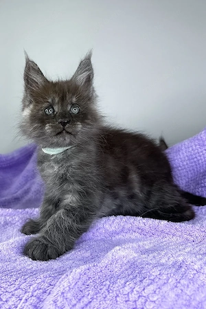 Ein süßes, 3 Monate Derek Maine-Coon-Kätzchen sucht ein liebevolles Zuhause für immer.   