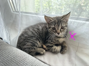 Katzen Mädchen sucht ein Zuhause 