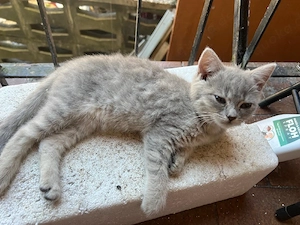 baby Katze zu verschenken 