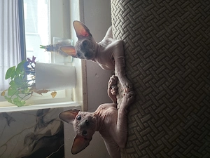 Sphynx Kater suchen 5 Sterne Zuhause 