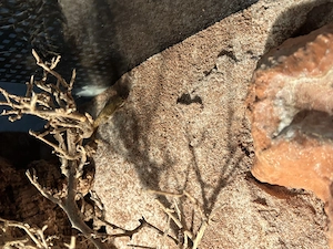 Zergwüstengecko, Tropiocolotes steudneri