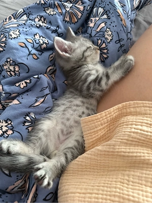 main coon bkh kitten