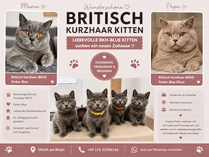 Reinrassige BKH-Kitten suchen ein neues Zuhause!