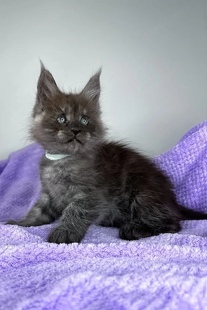 Ein süßes, 3 Monate Derek Maine-Coon-Kätzchen sucht ein liebevolles Zuhause für immer.   