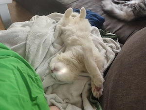 Maine Coon Katerchen