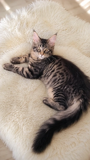 =^..^=Traumhaft schöne Maine Coon kitten mit Stammbaum aus seriöser Zucht =^..^=