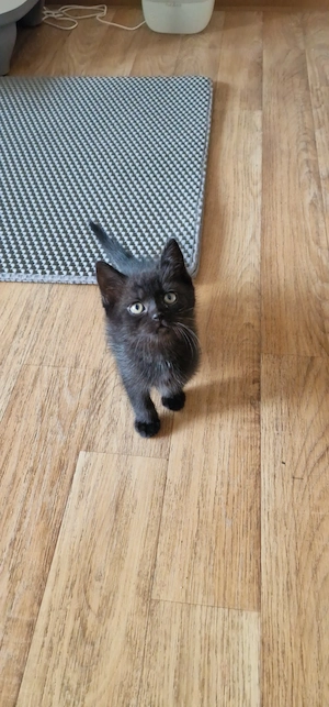 Baby Kätzchen Mädchen 