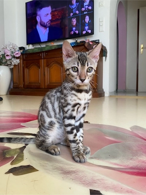 Reinrassige Bengal-Kitten (weiblich)