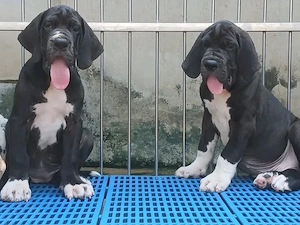Bezaubernde Deutsche doggenwelpen suchen ein liebevolles zuchause.