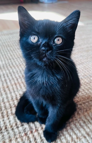 Zwei wunderschöne BKH-Kitten suchen ein liebevolles Zuhause