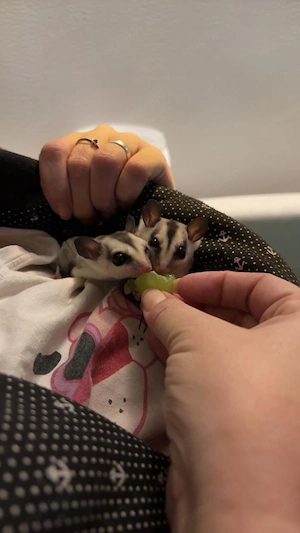 Handzahme Sugar Glider suchen ihr liebevolles Zuhause   