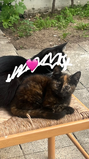 3 liebevolle Hauskatzen-Kitten suchen ein neues Zuhause