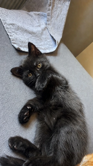 baby Katzen 