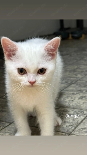 BkH Kitten!!