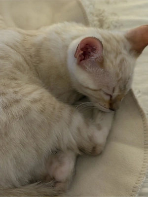 Bengal-Kater   13 Wochen   geimpft   sucht ein liebevolles Zuhause