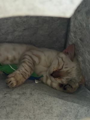Bengal-Kater   13 Wochen   geimpft   sucht ein liebevolles Zuhause