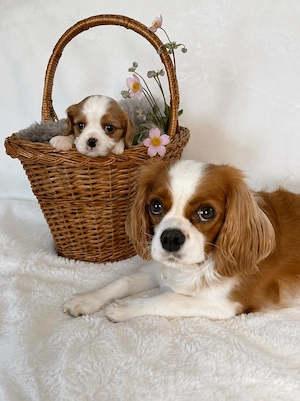Cavalier King Charles WELPEN - Blenheim