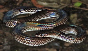 Xenopeltis unicolor Regenbogen Schlange weiblich 2Jahre