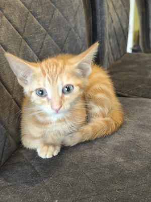 Kitten sofort Abgabebereit geb. 14.04.2026