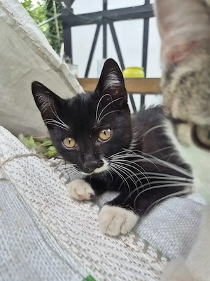 Junger Kater sucht ein liebevolles Zuhause
