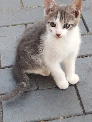 Maikätzchen Katze Kater Hauskatze Kitten abzugeben verkaufe