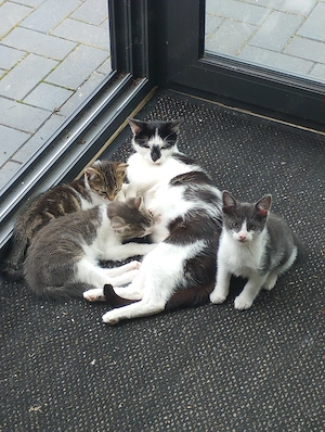Maikätzchen Katze Kater Hauskatze Kitten abzugeben verkaufe