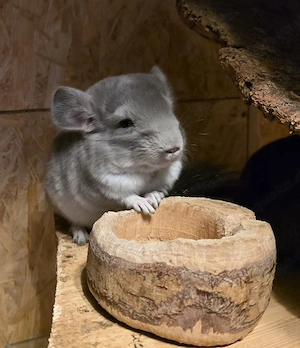 Chinchillas in verschieden Farben zur Abgabe