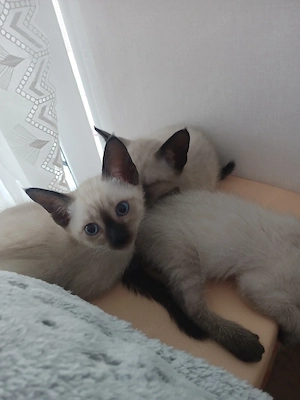 Siam Katzenbabys 