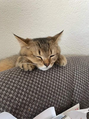 Britisch Kurzhaar Golden Tabby Kätzchen sucht sich ein neues zuhause 