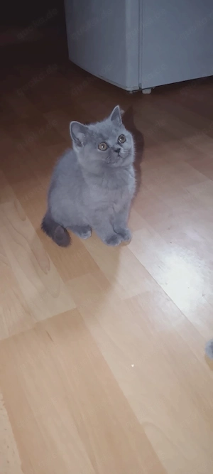 Reinrassigen BKH Kitten in Blue und Grau farbe