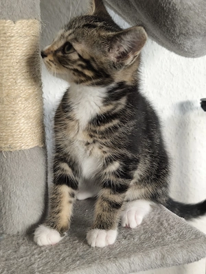 Kitten Kater sucht 5 * zu Hause geb. 