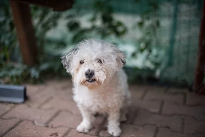 Bob, freundlicher  Bichon-Frisé Mischling sucht sein Zuhause