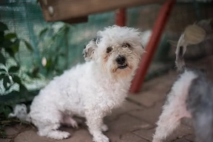 Bob, freundlicher Hund sucht neues Zuhause