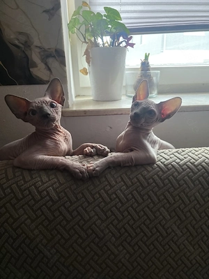 Sphynx Kater suchen 5 Sterne Zuhause 