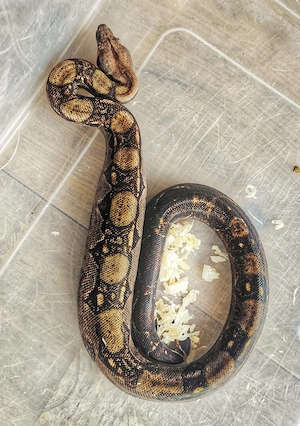 Boa constrictor imperator 