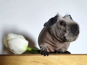 Skinnypig Bube 