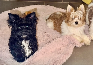 Yorkshire Terrier Welpen suchen Herzensmenschen