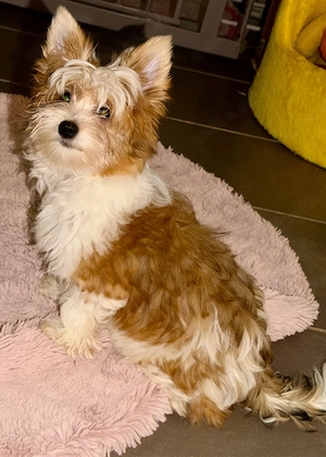 Yorkshire Terrier Rüde und Hündin  suchen Herzensmenschen