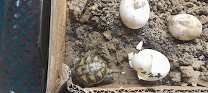 Griechische Landschildkröten 