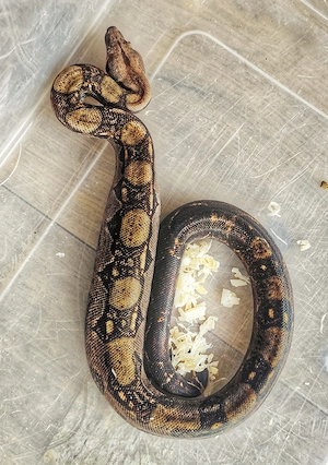 Boa Constrictor Imperator Bock