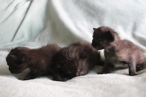 2 Kitten (16.06.26) zu verkaufen