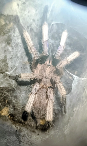 Chilobrachys dyscolus blue