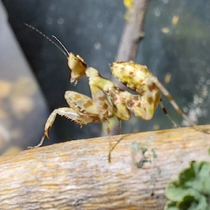 Gottesanbeterin, Mantiden, Creobroter gemmatus 