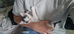 kater abzugeben